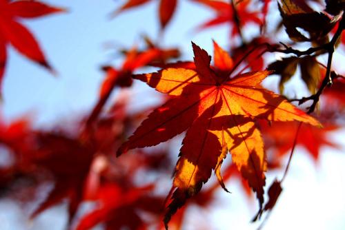 ̥�̷�����ȷ�����г�Ч