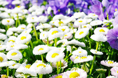 ���ڿ��ԳԲ�ҩ��?