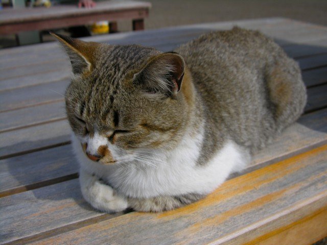 Ӱ�����е�����ʳ������Щ��